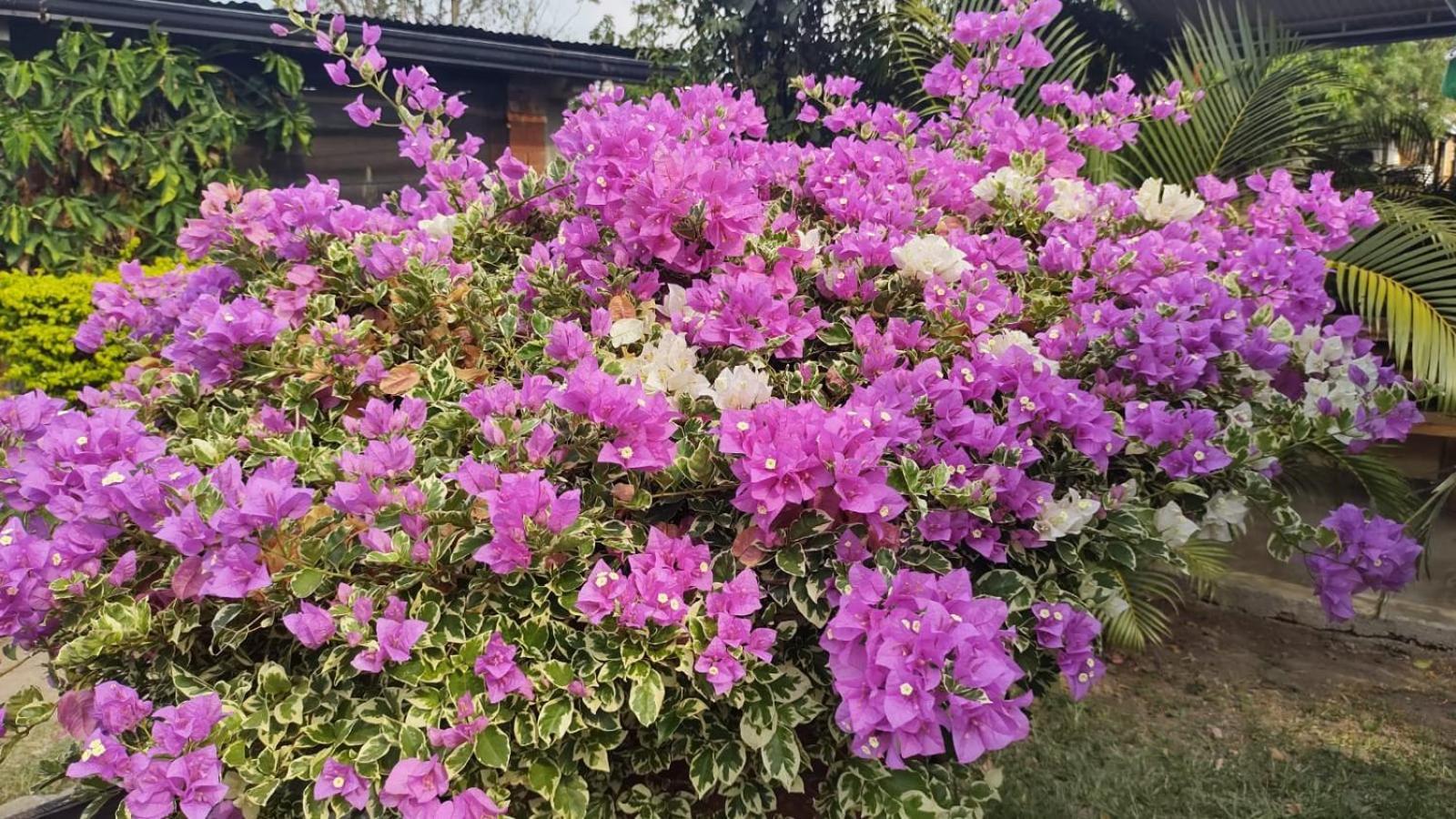 Loma Linda Hotel De Naturaleza La Mesa  Zewnętrze zdjęcie